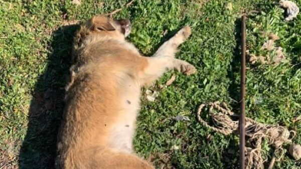 σκυλίτσα βιάστηκε με σίδερο και πέθανε