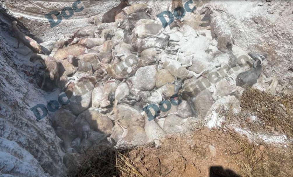 Θεσσαλία θάψιμο ζωντανών αιγοπροβάτων